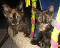 two wide eyed kittens